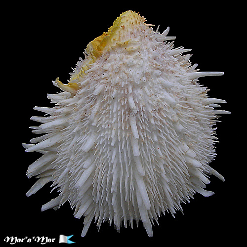 Alternative view of Spondylus aurispinae Damarco & Bologna, 2009*