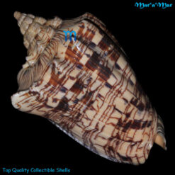 Alternative view of Voluta ebraea Linnaeus, 1758