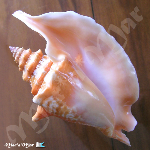 Strombus gallus Linnaeus, 1758