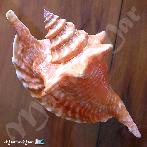 Alternative view of Strombus gallus Linnaeus, 1758