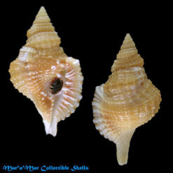 Distorsio reticularis Linnaeus, 1758