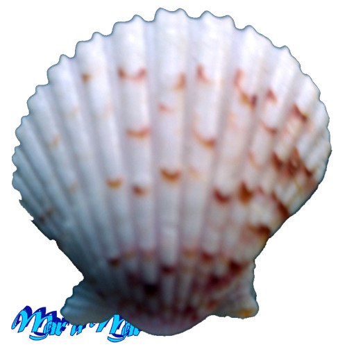 Argopecten noronhensis (E. A. Smith, 1885) - Imagem 2