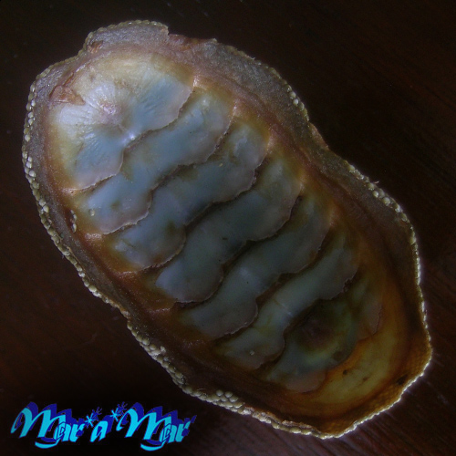 Chiton squamosus L., 1764 - Image 2