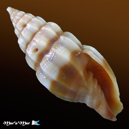 Vexillum hendersoni (Dall, 1927)