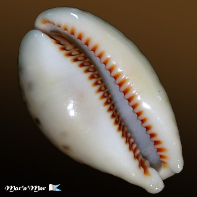 Cypraea (Lyncina) lynx Linnaeus, 1758