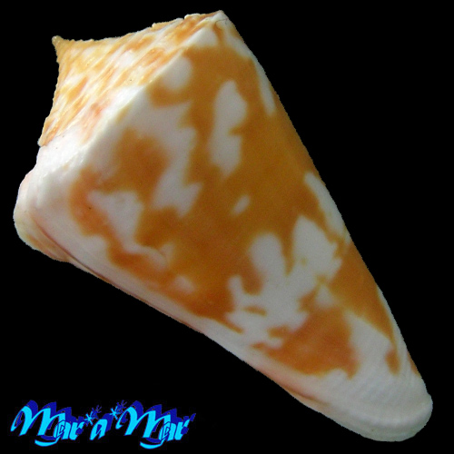 Conus carioca Petuch, 1986 - Image 2