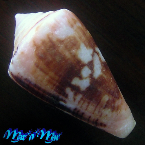 Conus sp. - Image 2