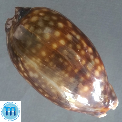 Macrocypraea zebra Linnaeus, 1758