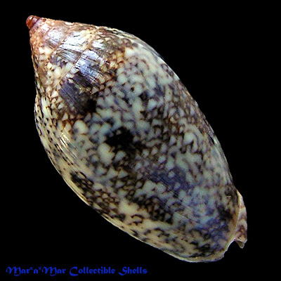 Plicoliva zelindae (Petuch, 1979)