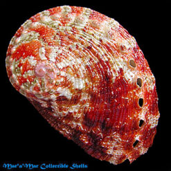 Haliotis pustulata Reeve, 1846