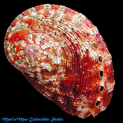 Haliotis pustulata Reeve, 1846