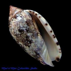 Alternative view of Plicoliva zelindae (Petuch, 1979)