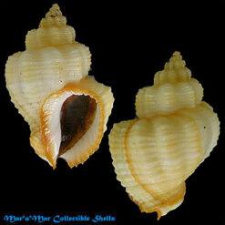 Cantharus tranquebaricus  Gmelin, 1791