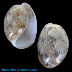 Bulla ampulla Linnaeus, 1758