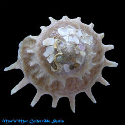 Stellaria solaris paucispinosa Kosuge, S. & Nomoto, 1972