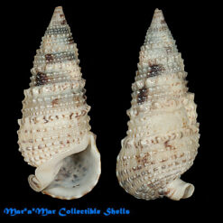 Rhinoclavis sinensis (Gmelin, 1791)