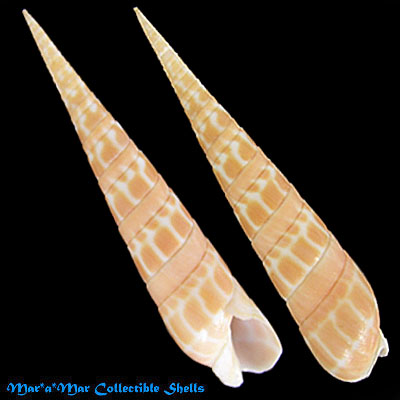 Terebra dimidiata Linnaeus, 1758