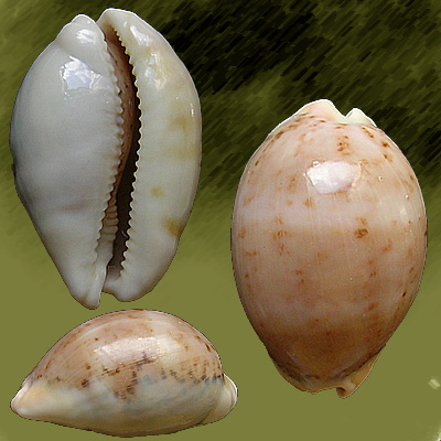 Cypraea (Luria) cinerea brasiliensis L. & H., 1993