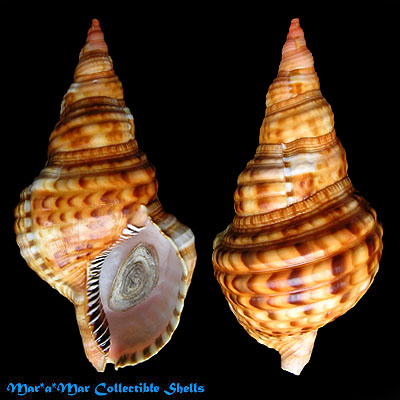 Charonia variegata (Lamarck, 1816)