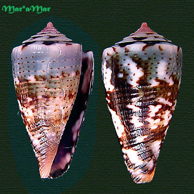 Conus cargilei Coltro, 2004