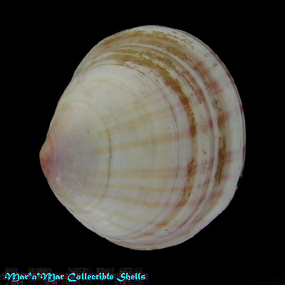 Semele sinensis A.Adams, 1854