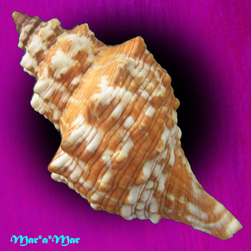 Pleuroploca aurantiaca (Lamarck, 1816) - Imagem 2