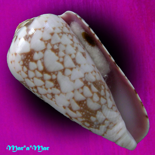 Conus penaceus bazarutensis Fernandes, C. & A.J.A. Monteiro, 1988