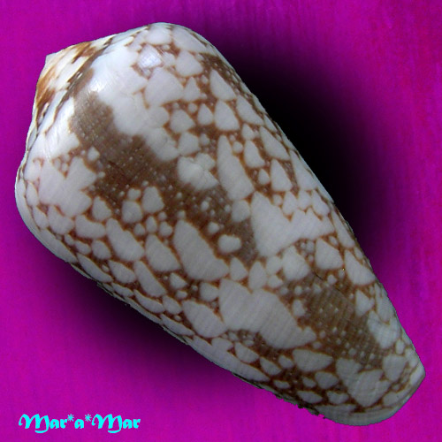 Alternative view of Conus penaceus bazarutensis Fernandes, C. & A.J.A. Monteiro, 1988