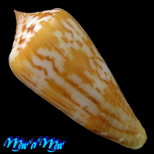 Alternative view of Oliva emelodina Duclus, 1844