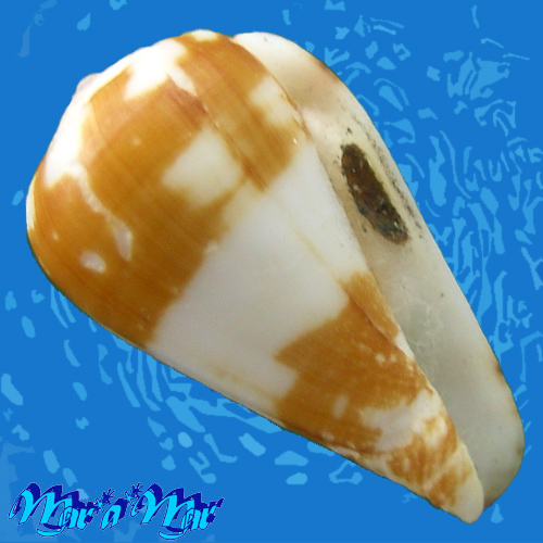 Conus babensis Rolan & Rockel, 2001