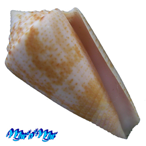 Conus ericmonnieri Petuch & Myers, 2014