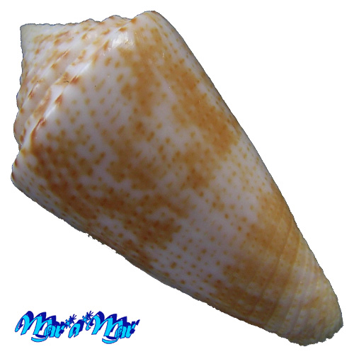 Alternative view of Conus ericmonnieri Petuch & Myers, 2014
