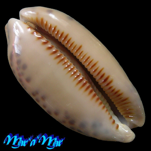Alternative view of Cypraea scurra Gmelin, 1791