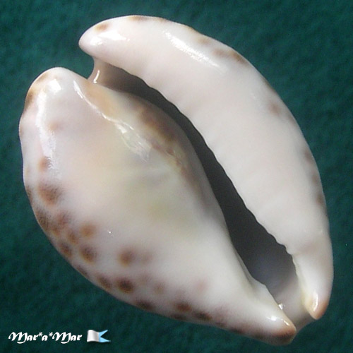 Alternative view of Afrozoila (Cypraea) teulerei (Cazanavette, 1846)