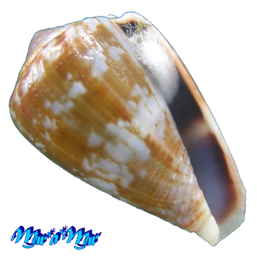 Conus taslei Kiener, 1845