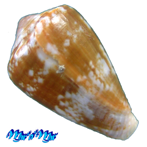 Alternative view of Conus taslei Kiener, 1845