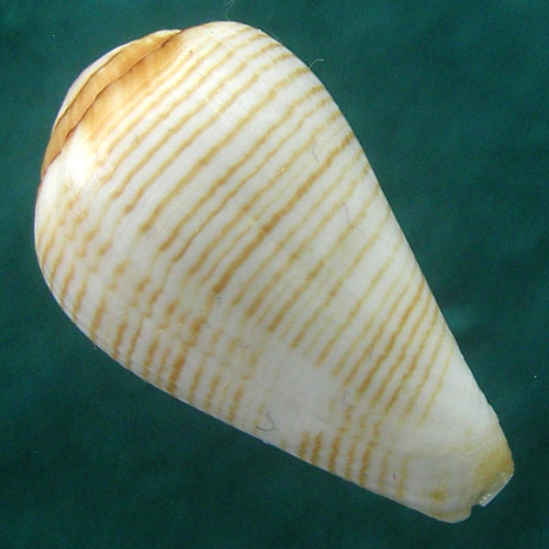Alternative view of Conus (Lautoconus) eusebioi Schronherr, 2018