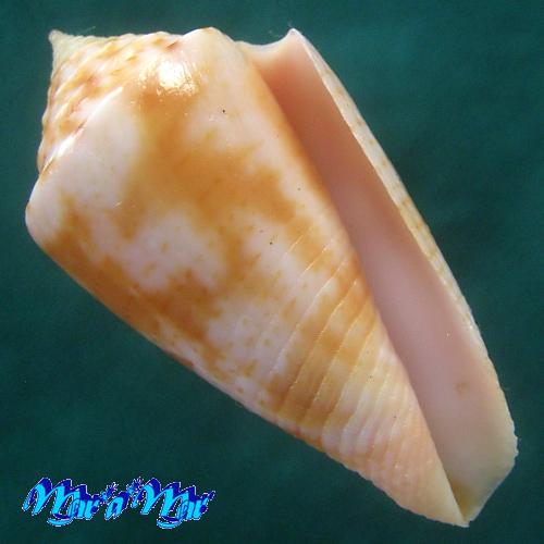 Alternative view of Conus ericmonnieri Petuch & Myers, 2014