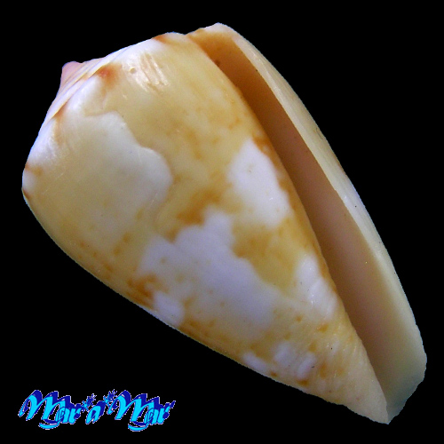 Conus mauricioi Coltro, 2004