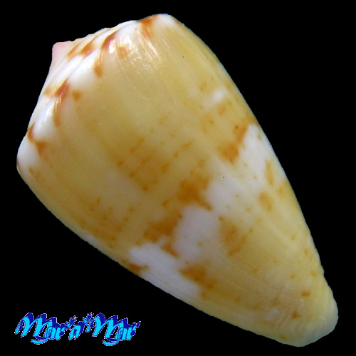Alternative view of Conus mauricioi Coltro, 2004