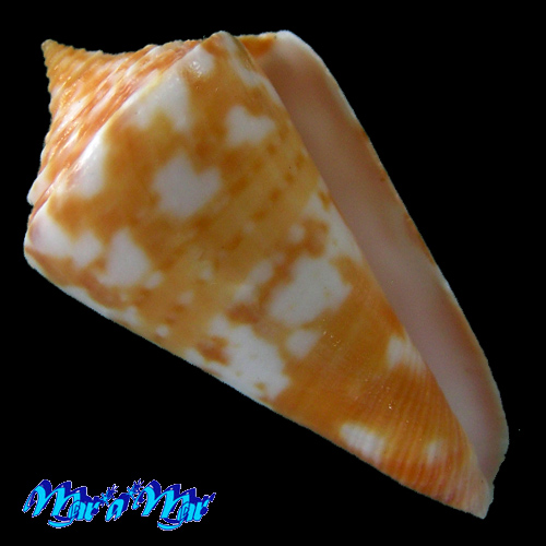 Conus carioca Petuch, 1986