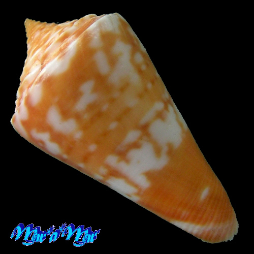 Alternative view of Conus carioca Petuch, 1986