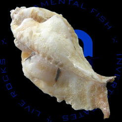 Alternative view of Jaton sinespina Vermeij & Houart, 1996