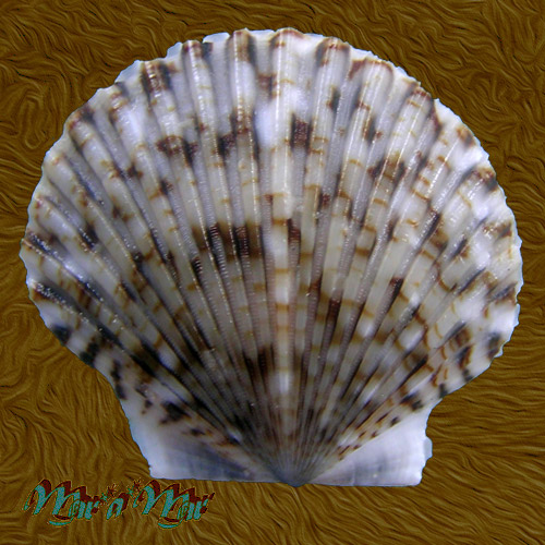 Chlamys minuta Linnaeus, 1758