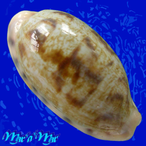 Cypraea pellucens Linnaeus 1758