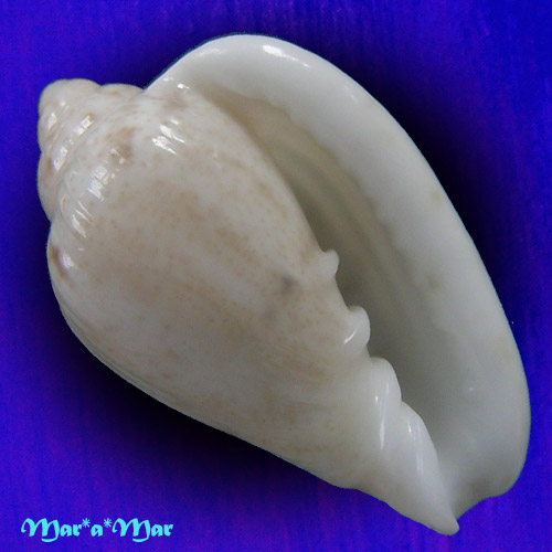 Glabella mozambicana Boyer, 2014