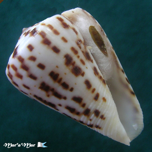 Alternative view of Conus byssinus Roding, 1798