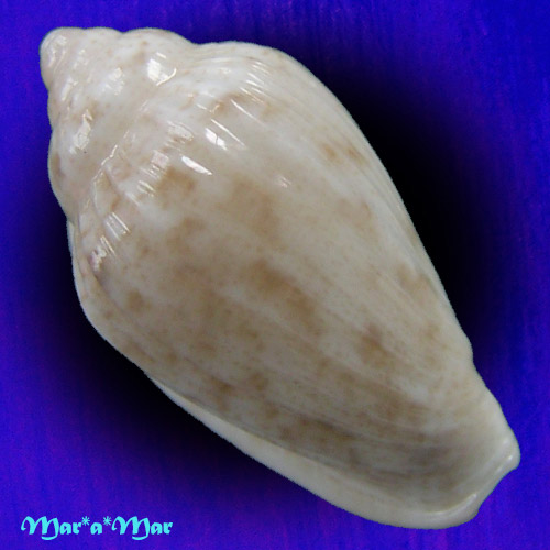 Alternative view of Glabella mozambicana Boyer, 2014