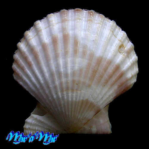 Alternative view of Chlamys fultoni (G. B. Sowerby III, 1904)