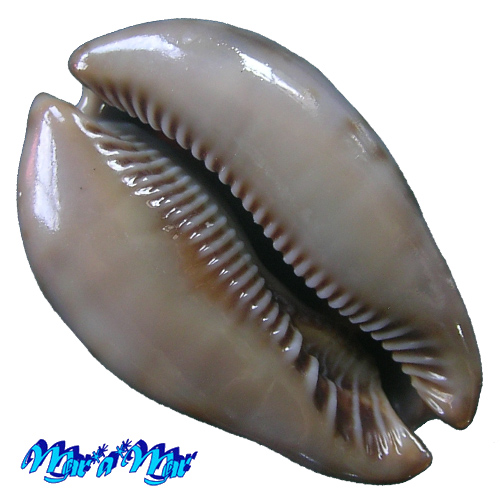 Alternative view of Cypraea stercoraria Linnaeus, 1758